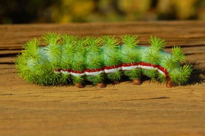 Peacock Moth Caterpillar