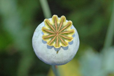 Poppy Seed Capsule