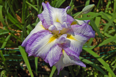 Japanese Iris, Lavender