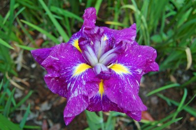 Japanese Iris, Purple
