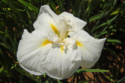 Japanese Iris, White