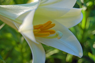Easter Lily (Lilium longiflora)