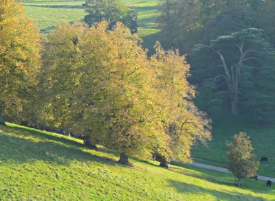 Dyrham  Park, autumn