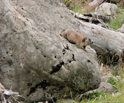 marmot 1
