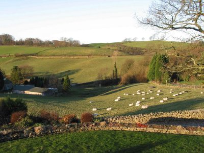 sheep