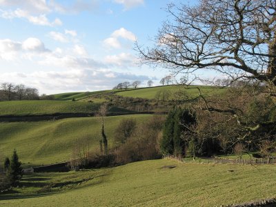 trees