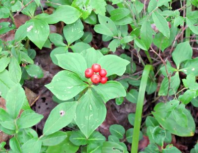 Kejimkujik-Forest-Bunchberry.jpg