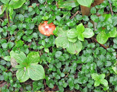 Kejimkujik-Forest-forest-floor-3.jpg