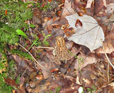 Kejimkujik-Forest-frog-2.jpg