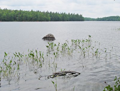 Kejimkujik-Forest-lake-1.jpg