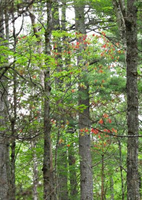 Kejimkujik-Forest-red-leaves-2a.jpg