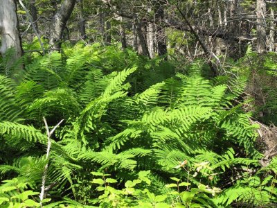 Delaps-Cove-ferns-1.jpg