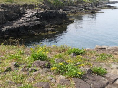 Delaps-Cove-shoreline-flowers.jpg