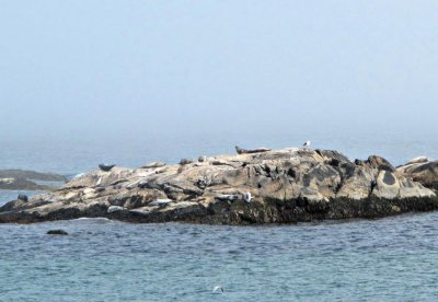 KejimkujikCoast-seals-1a.jpg