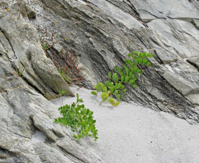 KejimkujikCoast-vetch&rock.jpg