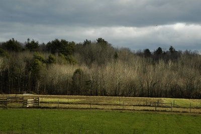 November Woods