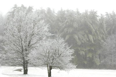 Apple Trees 1