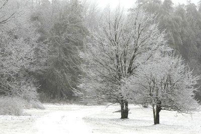 Apple Trees 2
