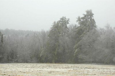 Icy Pines