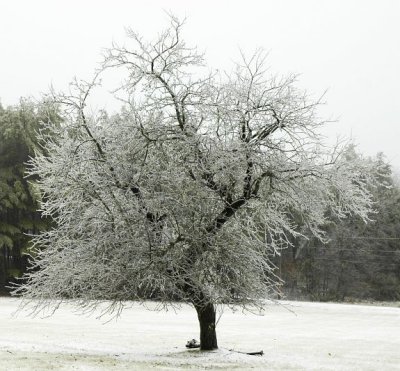 Apple Tree 3