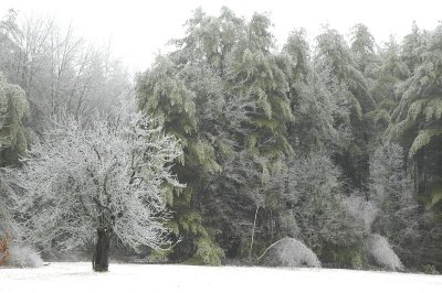 Apples and Pines
