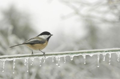 Chickadee