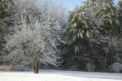 Apple Tree 5