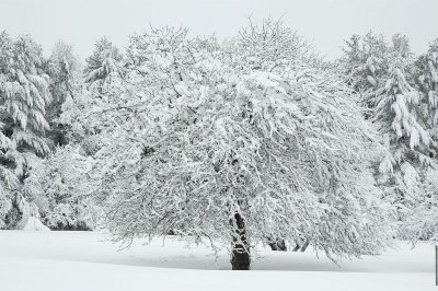 Apple Tree 1