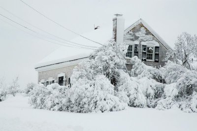 Snowy Lilacs