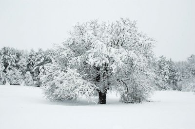 Apple Tree 2