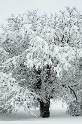 Apple Tree 3