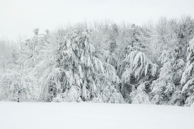 Pines