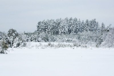 Old Crow Ranch 2