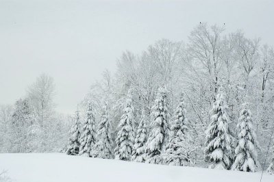 Christmas Trees