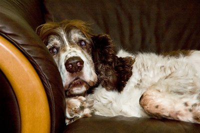 Old Opie