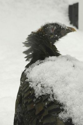 Cold Turkey