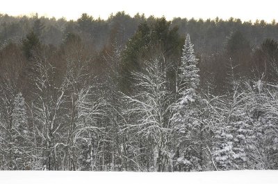 Snowy Trees