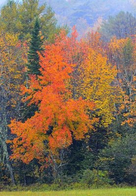 Red. Green. Yellow. And back to red.