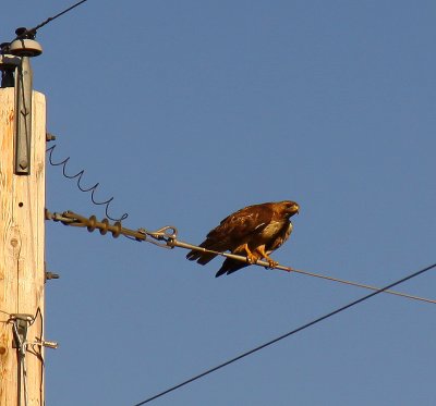a hawk, I'm thinking a Harris Hawk.