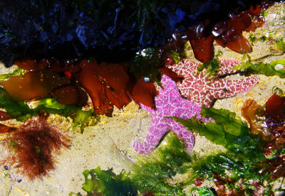 starfish love