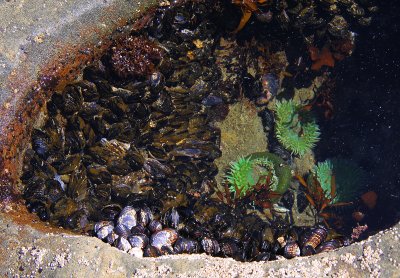 tide pool