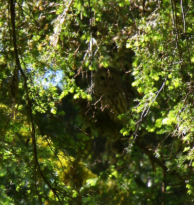 owl along the trail