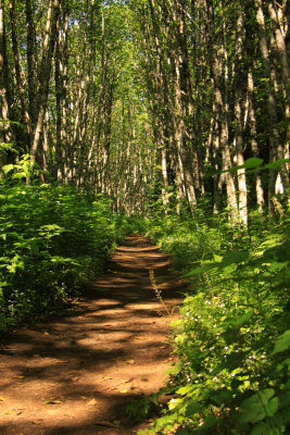 birch grove along the trail