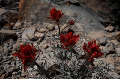 paintbrush on the trail