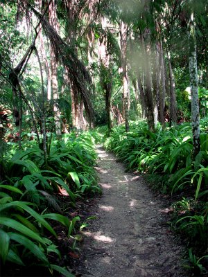 Jamaican rain forest