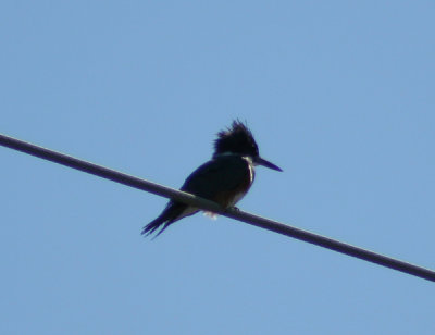 Belted Kingfisher