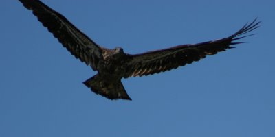 a juvenile as he flew over my head