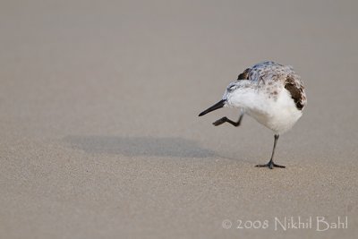 Sanderling