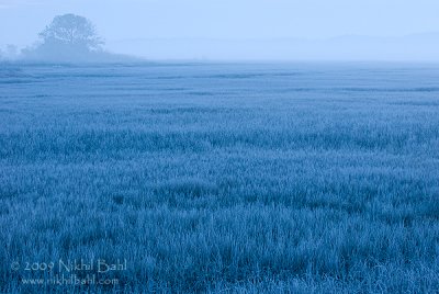 Frost covered marsh_NIK6608.jpg