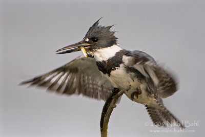 Belted Kingfisher